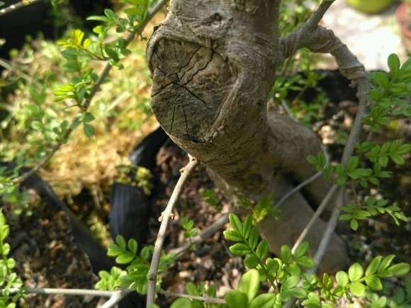 对节白腊下山桩怎么发芽的方法