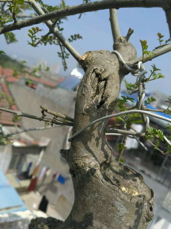 对节白腊下山桩怎么发芽的方法