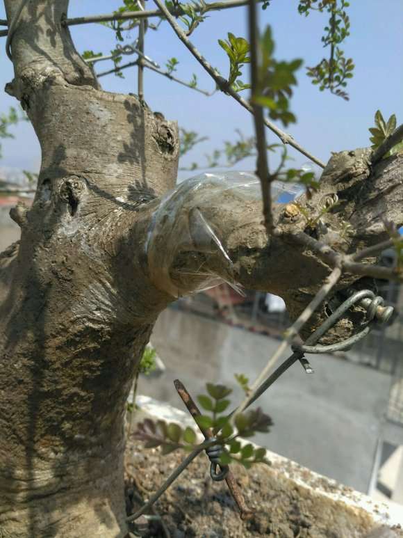 对节白腊下山桩怎么发芽的方法