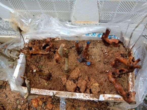 6个下山桩生桩 4个发芽了 图片