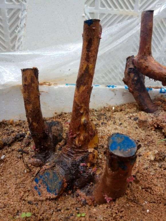 6个下山桩生桩 4个发芽了 图片