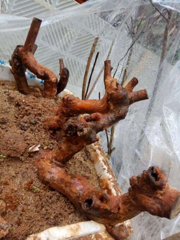 6个下山桩生桩 4个发芽了 图片