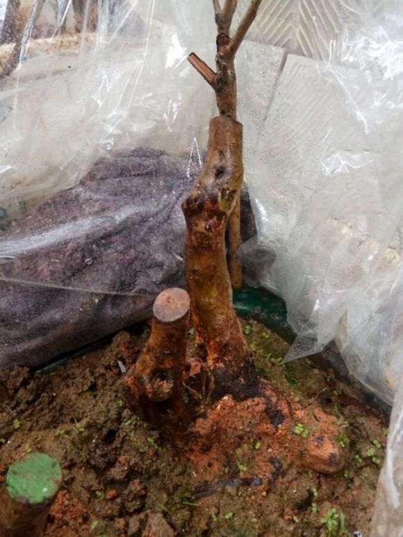 6个下山桩生桩 4个发芽了 图片