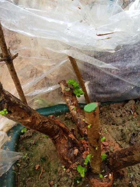 6个下山桩生桩 4个发芽了 图片