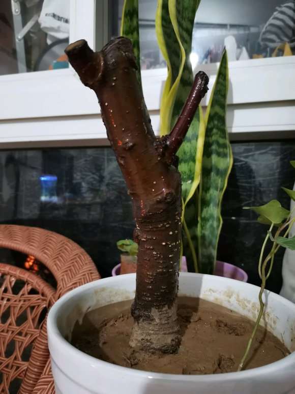 海棠花下山桩种多久才会发芽