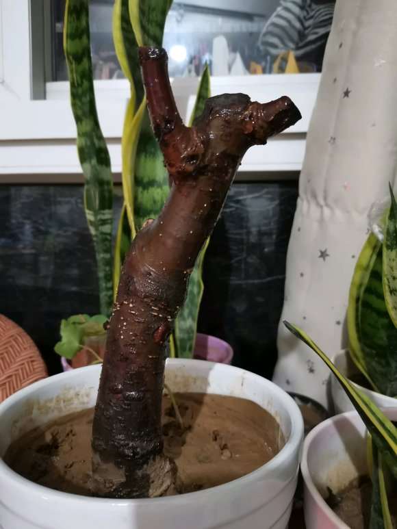 海棠花下山桩种多久才会发芽