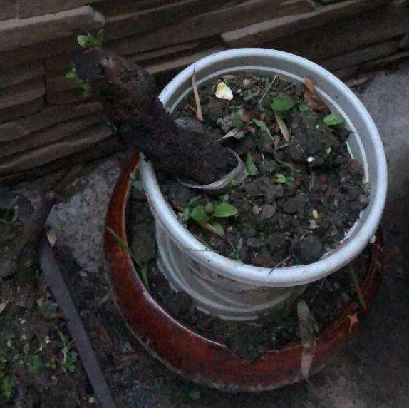 老鸦柿下山桩 配土是河沙 今发芽啦
