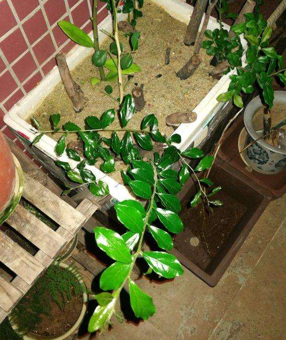 金弹子下山桩发芽后多久可以上盆啊