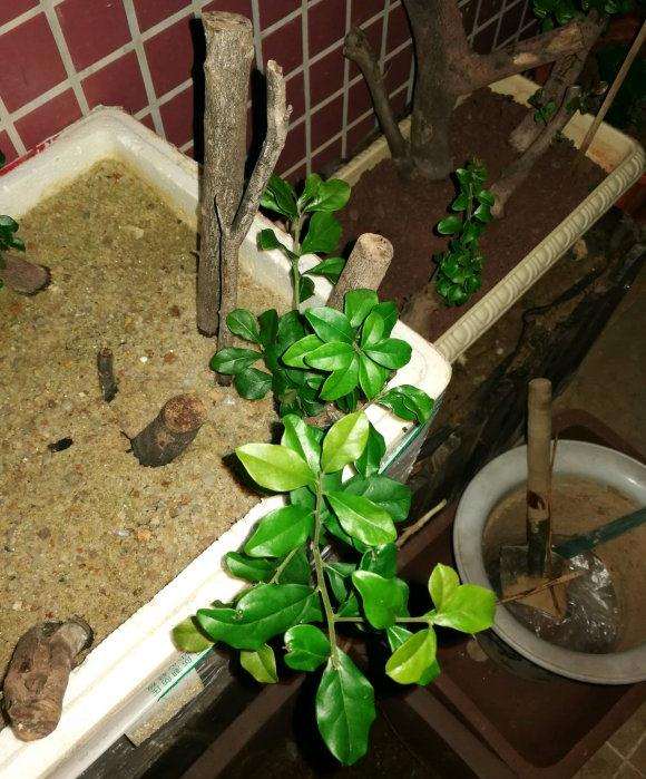 金弹子下山桩发芽后多久可以上盆啊