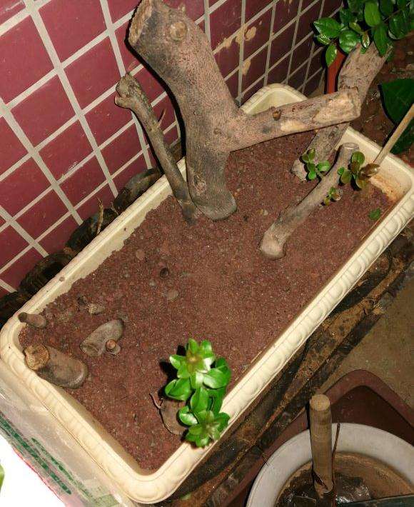 金弹子下山桩发芽后多久可以上盆啊