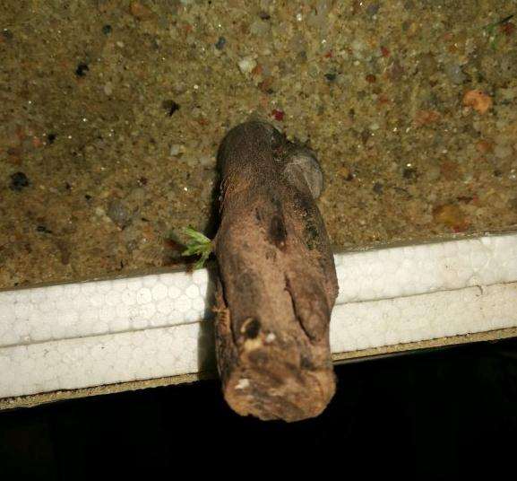 金弹子下山桩发芽后多久可以上盆啊