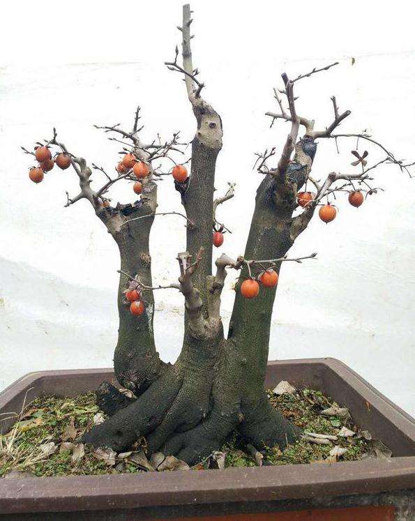 9月老鸦柿下山桩多久能发芽生根