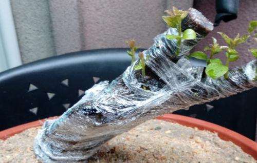 下山桩生桩发芽不到位用什么方法催芽