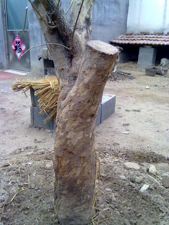 下山桩生桩发芽不到位用什么方法催芽