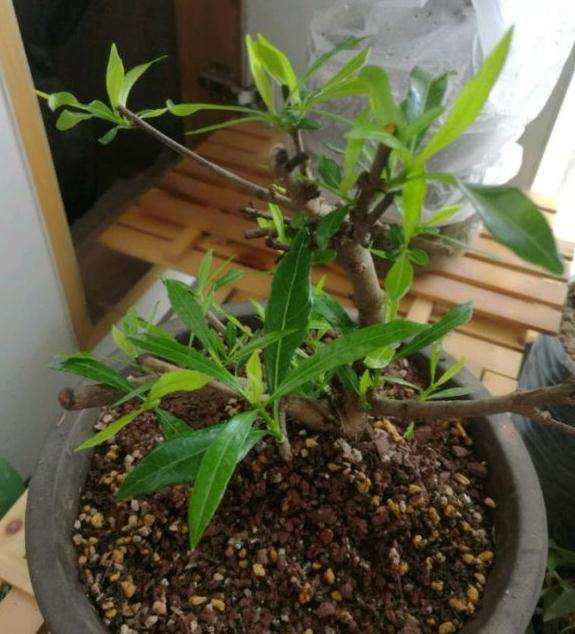 栀子花下山桩发芽了