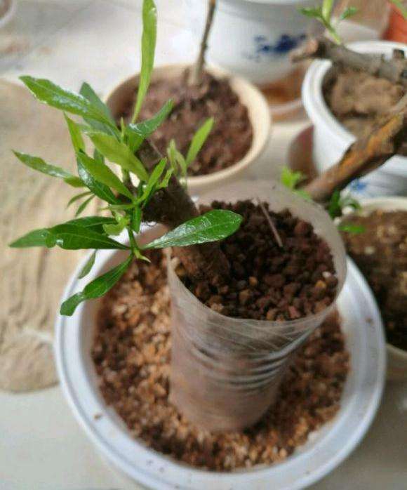 栀子花下山桩发芽了