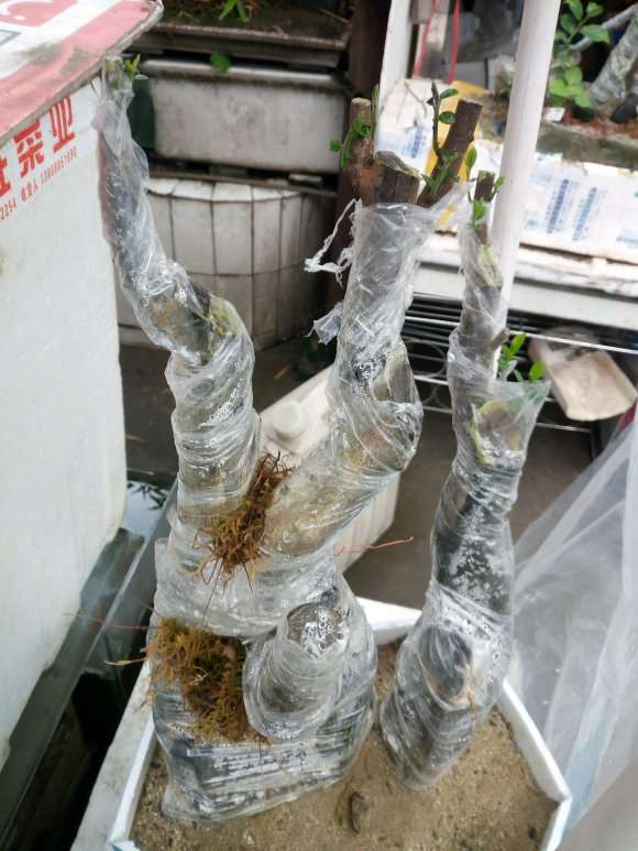 金弹子下山桩生桩20多天发芽了