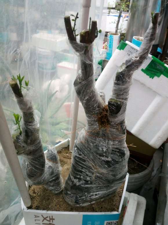 金弹子下山桩生桩20多天发芽了