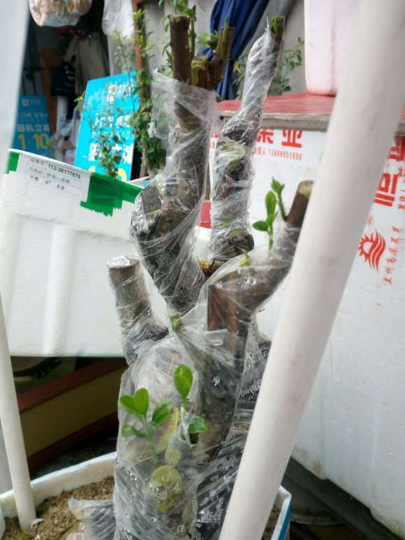 金弹子下山桩生桩20多天发芽了