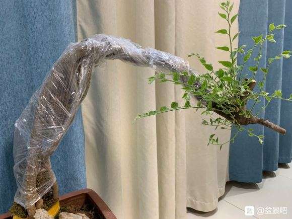 下山桩生桩发芽后 出很多枝桠