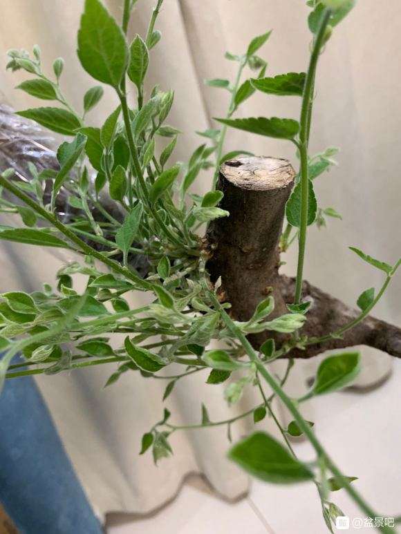 下山桩生桩发芽后 出很多枝桠