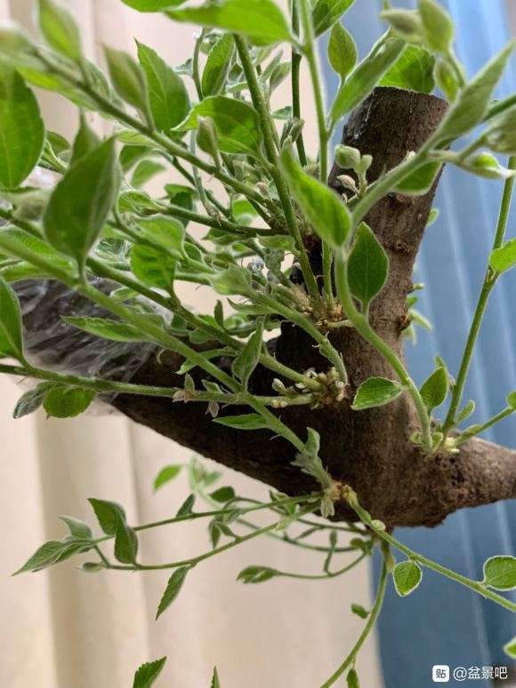 下山桩生桩发芽后 出很多枝桠