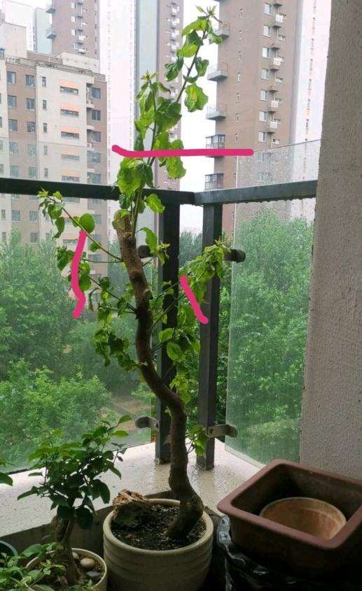 下山桩生桩发芽后怎么修剪比较好