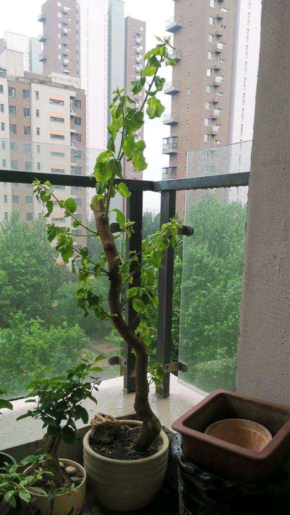 下山桩生桩发芽后怎么修剪比较好