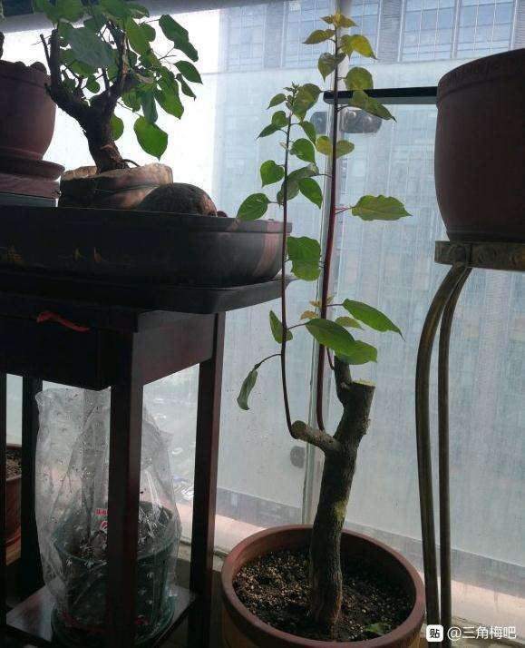 下山桩生桩发芽后怎么修剪比较好