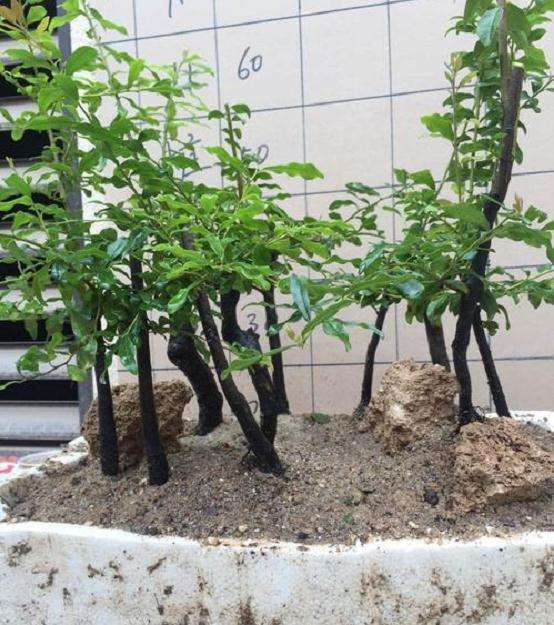 金弹子下山桩生桩一般多久才发芽