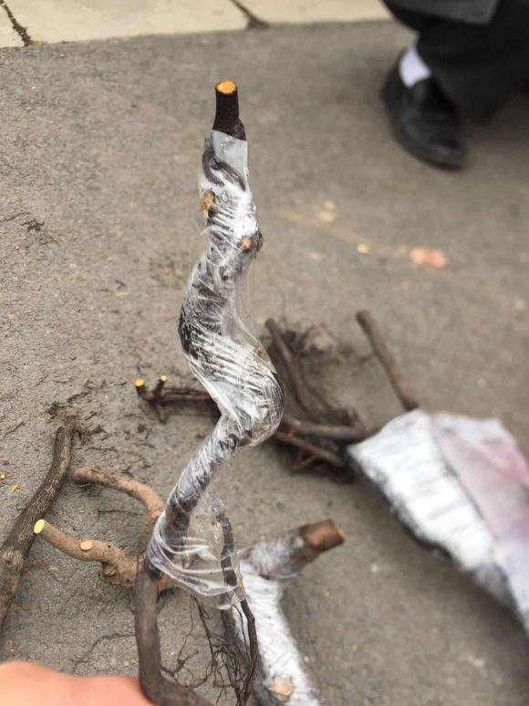 栽下金弹子下山桩生桩