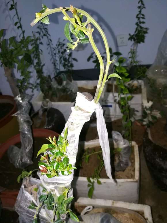 下山桩生桩发芽后 掐头 会死吗 图片