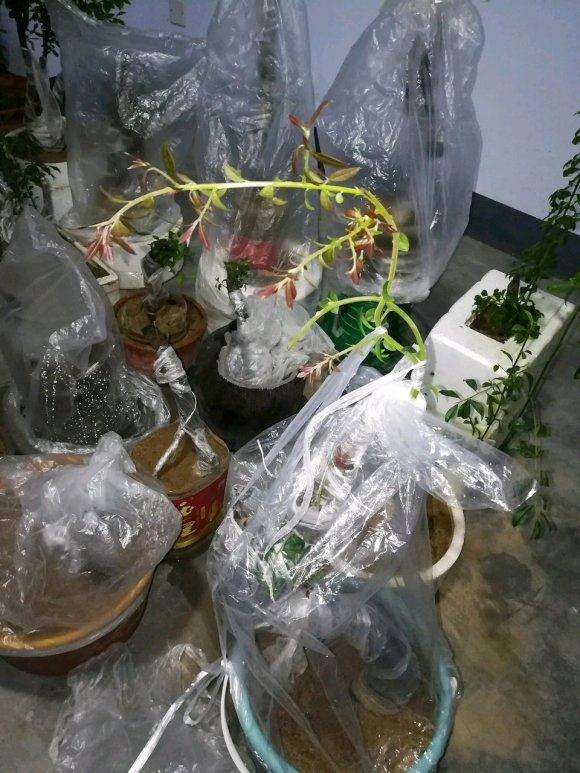 下山桩生桩发芽后 掐头 会死吗 图片