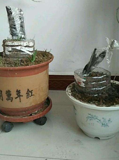 去年12月的老鸦柿下山桩 怎么还没芽