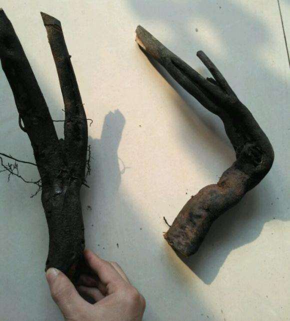 去年12月的老鸦柿下山桩 怎么还没芽