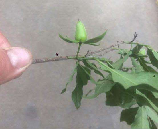 老鸦柿下山桩生桩到4个月了没发芽 