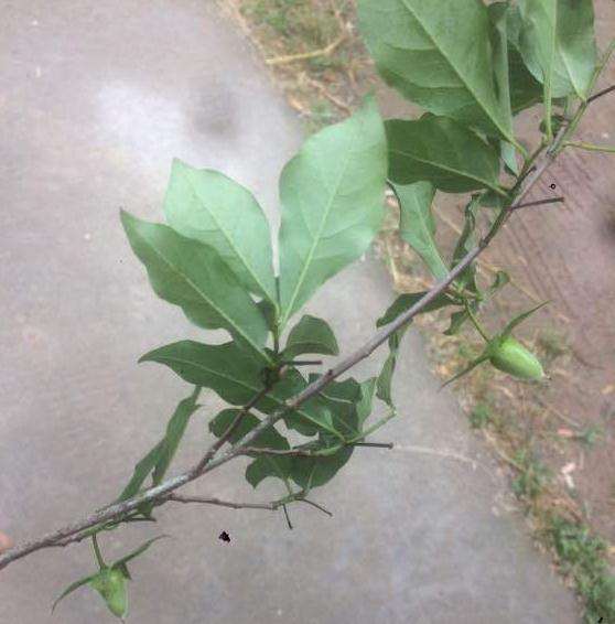 老鸦柿下山桩生桩到4个月了没发芽 