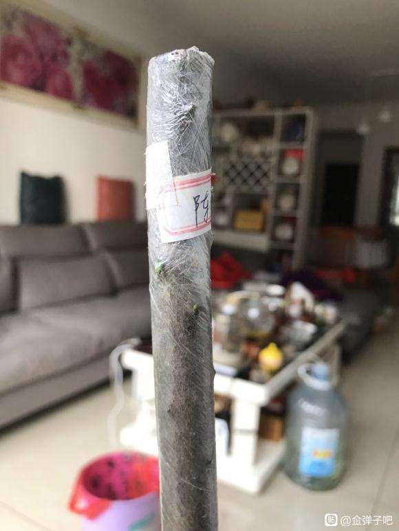 金弹子下山桩生桩发芽