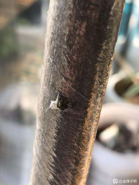 金弹子下山桩生桩发芽