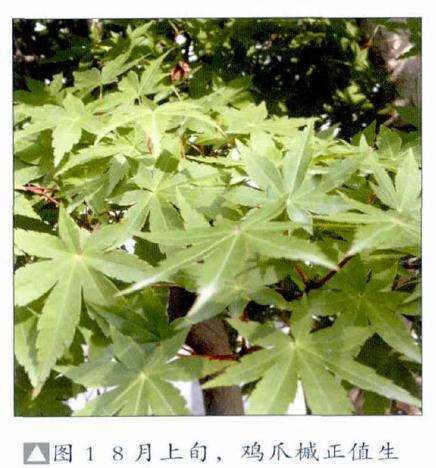 鸡爪槭正值生长旺季