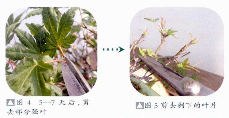 剪去剩下的叶片