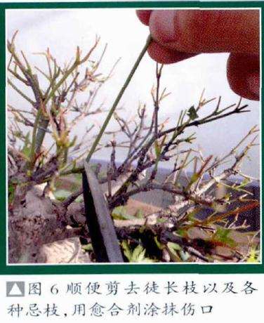 顺便剪去徒长枝以及各种忌枝