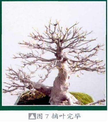 图解 鸡爪槭盆景怎么摘叶的8个过程