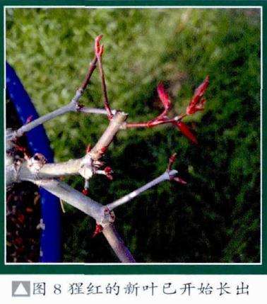 猩红的新叶已开始长出