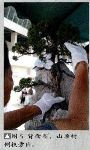 山顶树侧枝旁出