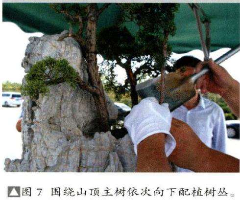 围绕山顶主树依次向下配植树丛