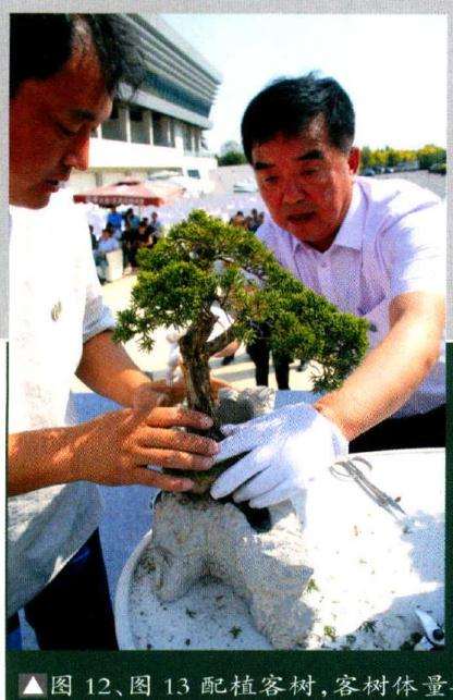 与主山之树呈呼应状