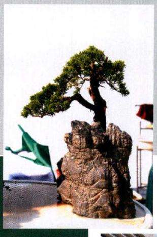 与主山之树呈呼应状