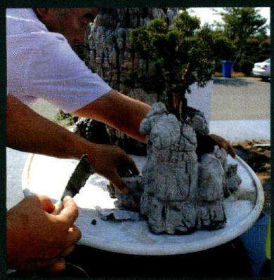 种植小型植物软化