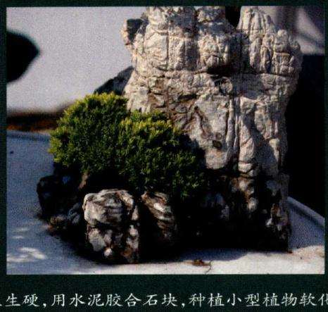 种植小型植物软化